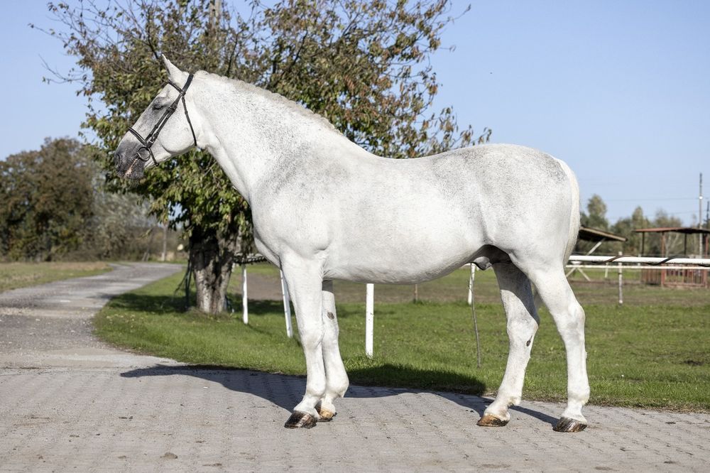 Stanówka Ogierem Śląski Master