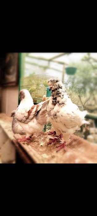 Várias raças de pombos