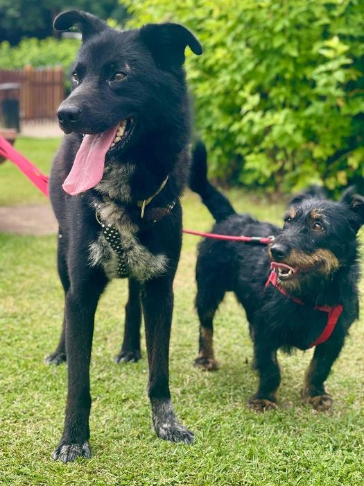 Bleki poleca się do adopcji.