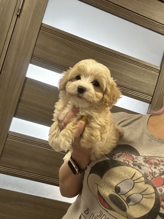 Красавчик мальтипу мальчишка