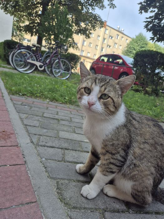 Kocurek do wzięcia