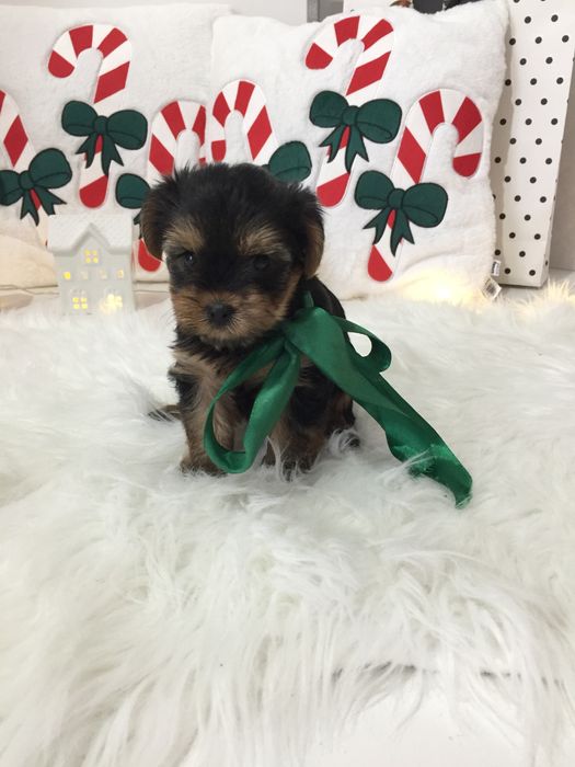 VIP Йорки — Це не просто цуценята  це любов у формі собаки