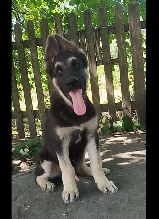 Мальчик восточно европейская овчарка!