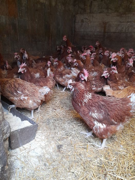 Курка Ломан Браун