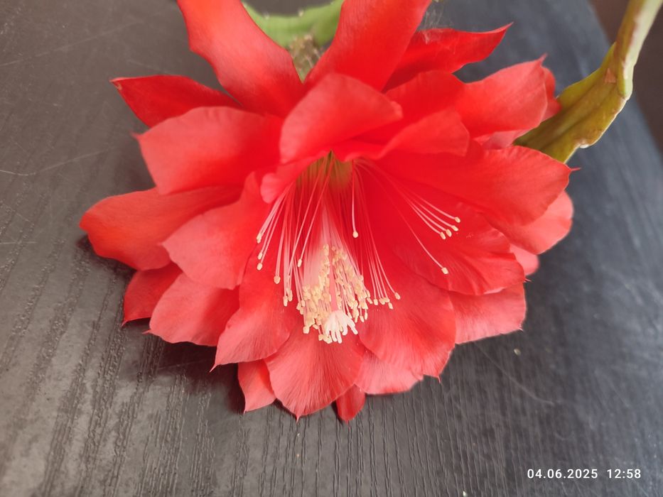 Эпіфілум червоний (Epiphyllum)