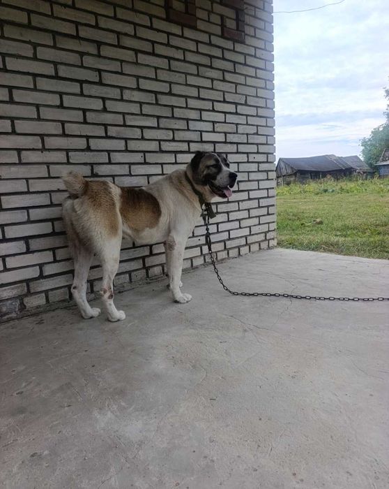 Продам Собаку Вік 4 роки