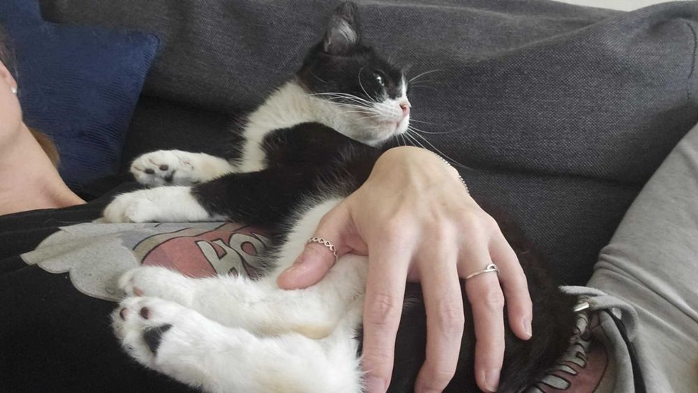 Kocia seniorka Satfi szuka kochającego domu