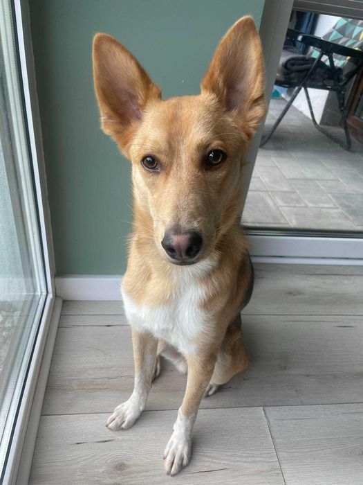 Pilnie do adopcji!!!