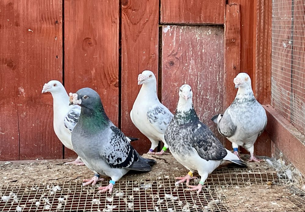 Gołębie staropolskie samce i samiczki