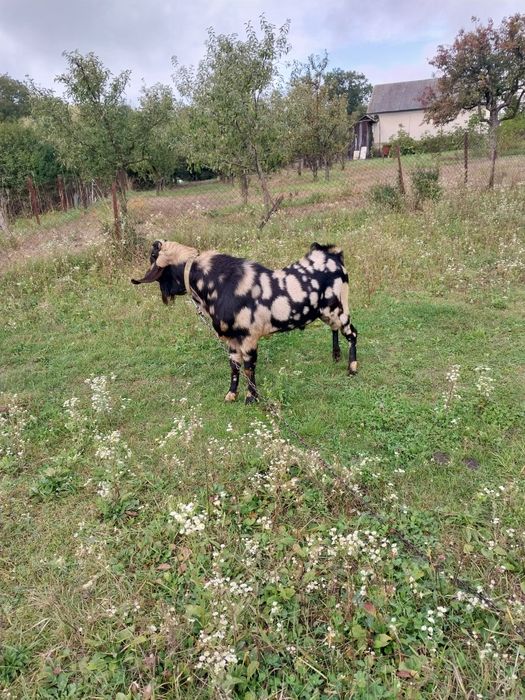 Цап ДЛЯ СПАРОВУВАННЯ англо-нубійський запрошує в гості
