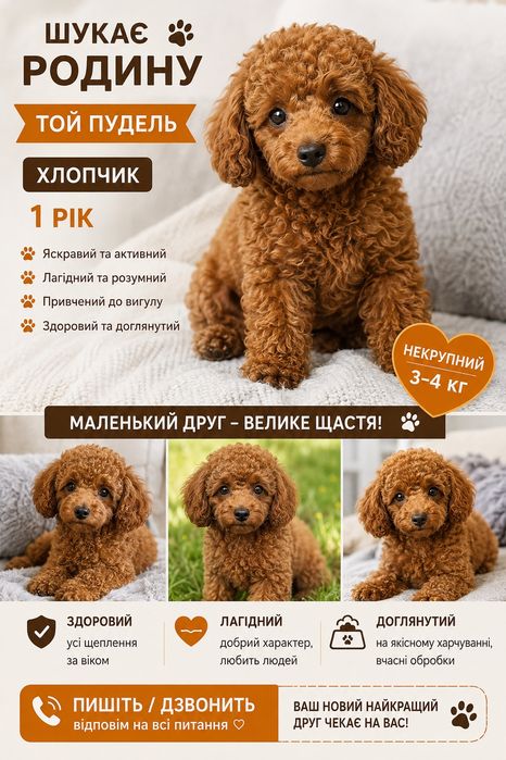 той пудель мальчик 1 год