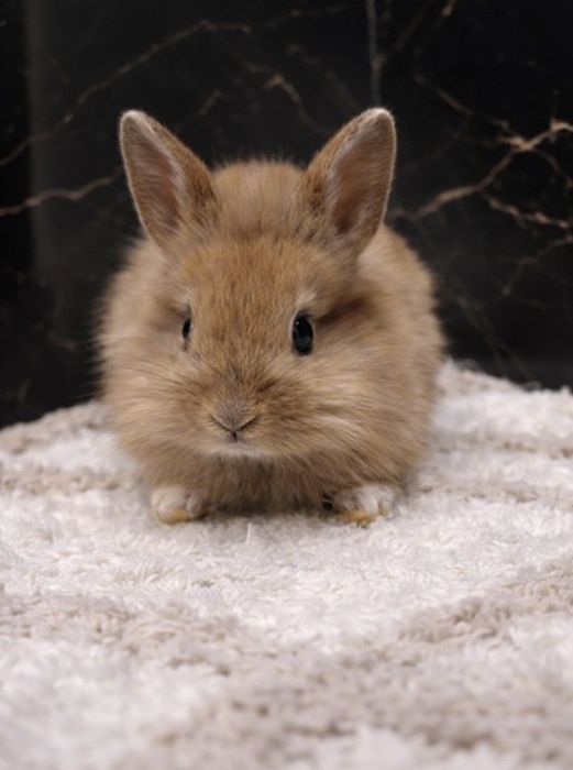 Króliczki karzełeki