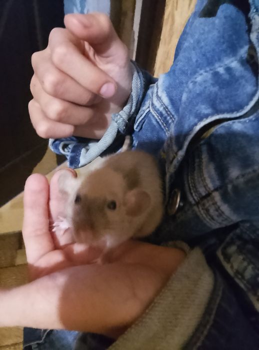 Декоративная крыса