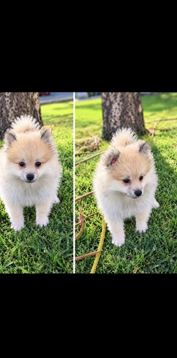 Spitz alemão lindo macho