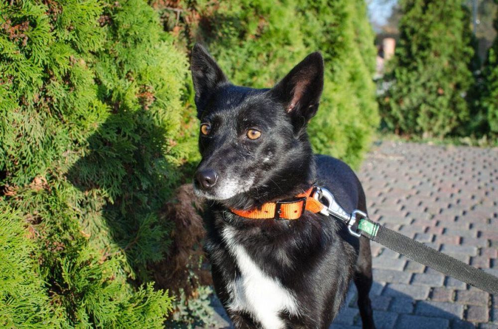 Fanta szuka kochającego domu