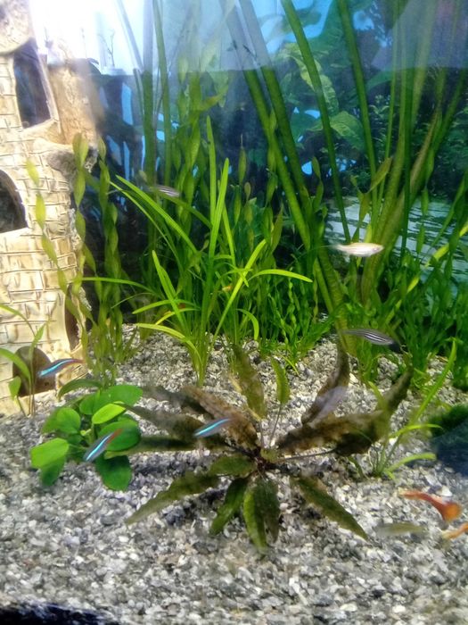 Акваріум 150л. 800х500х350.