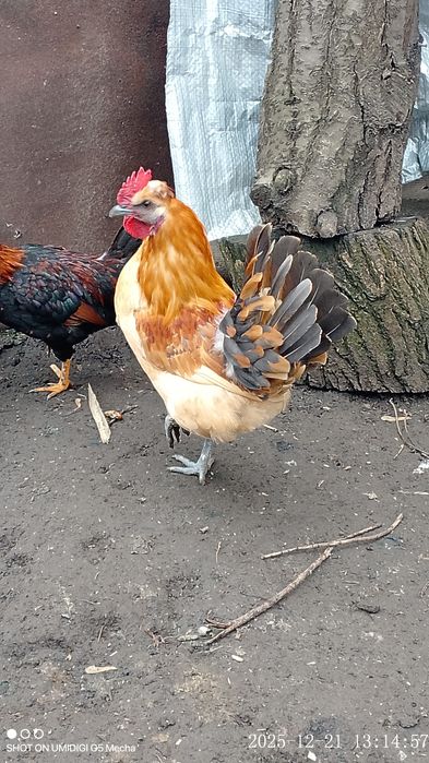 Молодий блондин півник