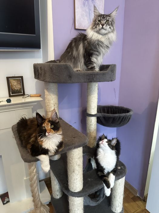 Мейн кун Львів кошенята