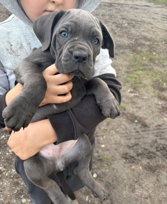 Suczka CaneCorso