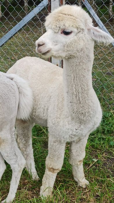 Alpaka samiec na sprzedaż