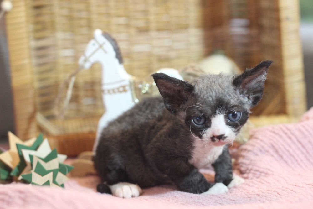 Wednesday - koteczka Devon Rex po championie