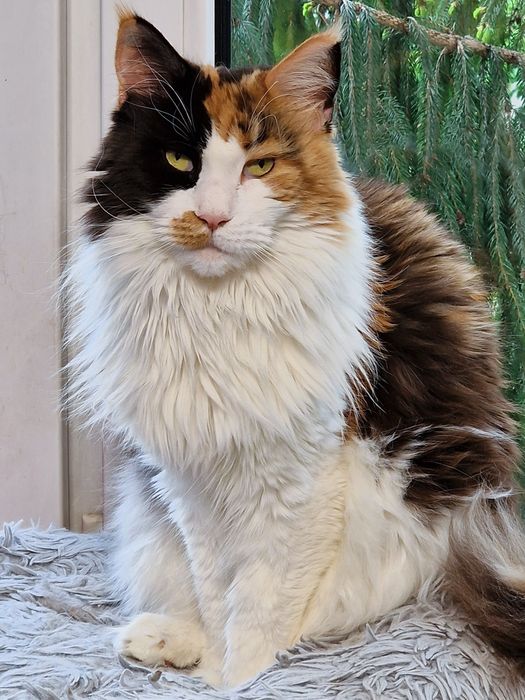 Angielski lekcje konwersacyjnie korepetycje