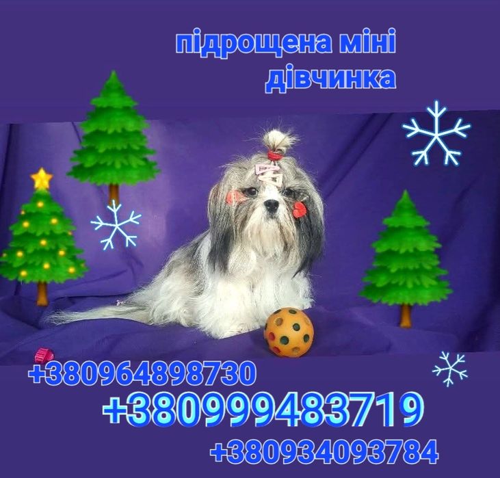 Класні , підрощені ши-тцу є дівчинка і хлопчик- ціна на кожного різна