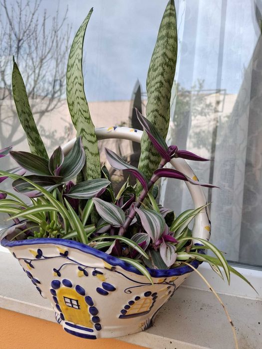 Plantas de interior/exterior suculentas