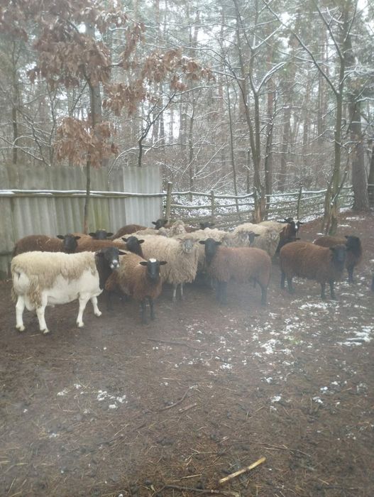 Вівця, баран, ягнята, баранина