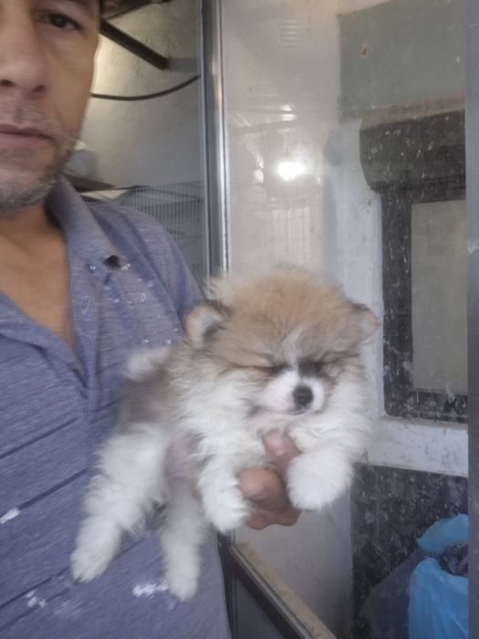 Spitz anão machinho top
