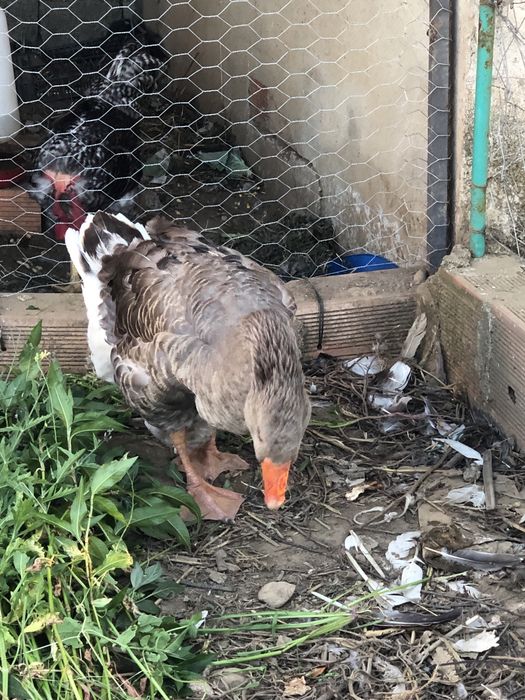 Vendo varios animais
