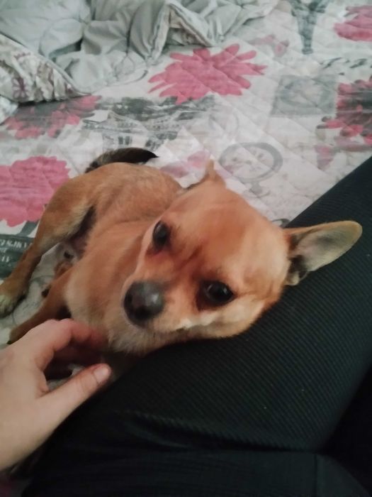 Oddam młodego  pieska