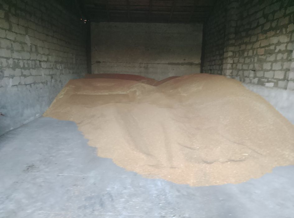 Зерно озимої пшениці продам