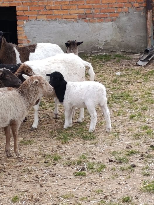 Owca mix dorpera