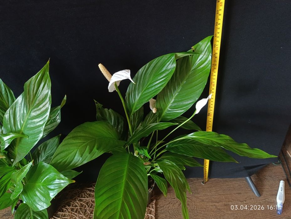 спатіфілум - жіноче щастя