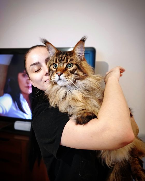 Домашняя передержка котиков 250 грн/сутки Смотрите тик ток saharova777