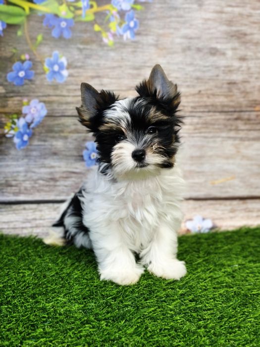 Бівер красунчики