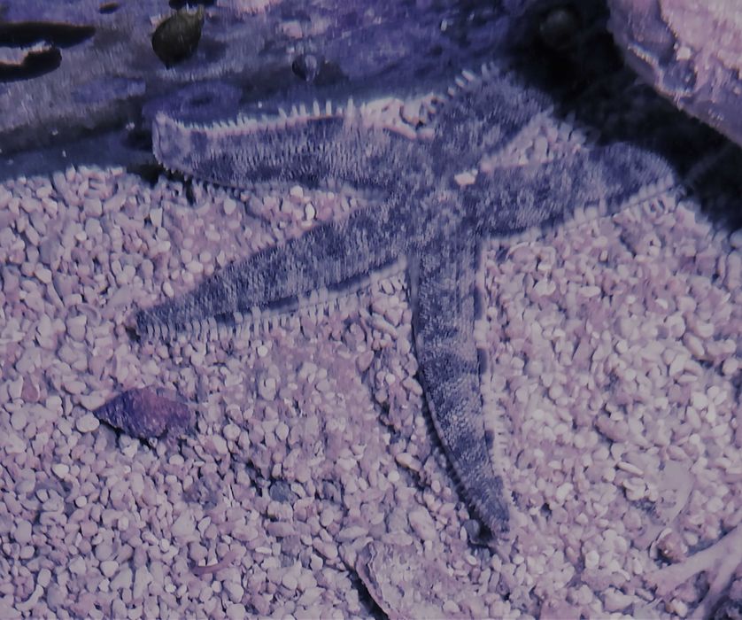 Rozgwiazda piaskowa Archaster typicus