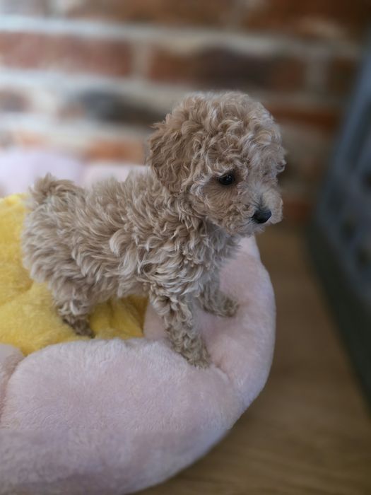 Maltipoo  f1 suczka mocny skręt do odbioru!!