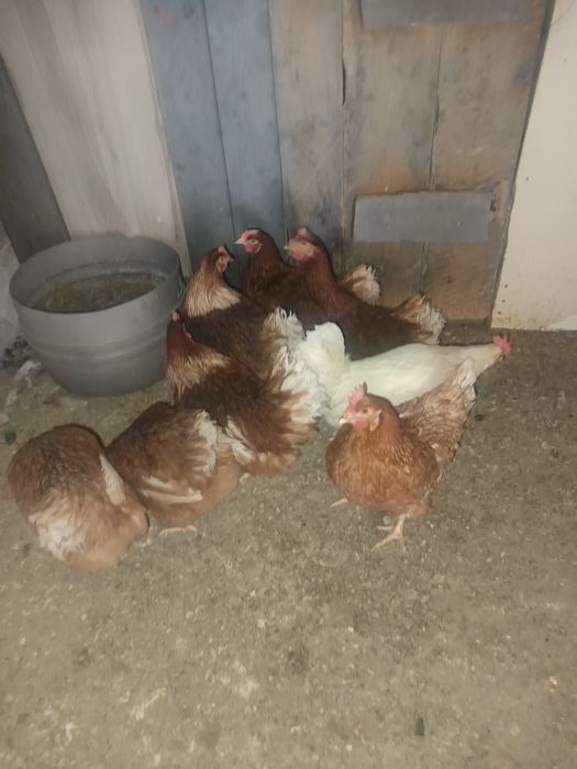 Sprzedam kury młode mają 21 tygodni znoszą jajka MOŻLIWOŚĆ DOWOZU