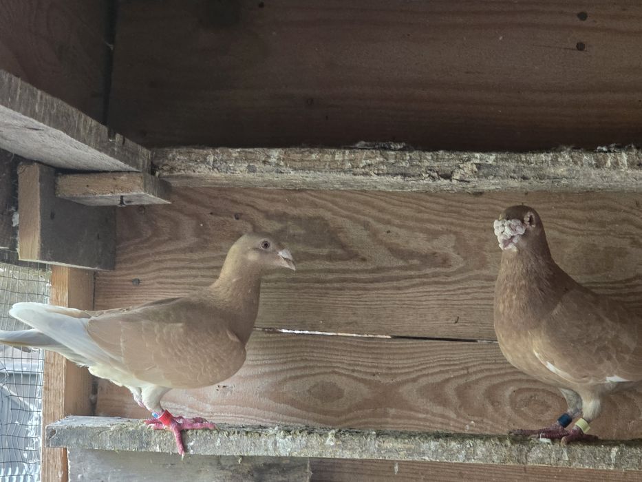 Gołębie pocztowe para żółtych.