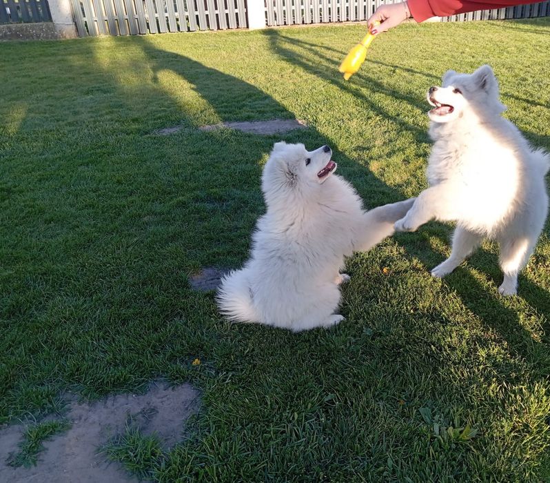 Samoyed-śliczna sunia