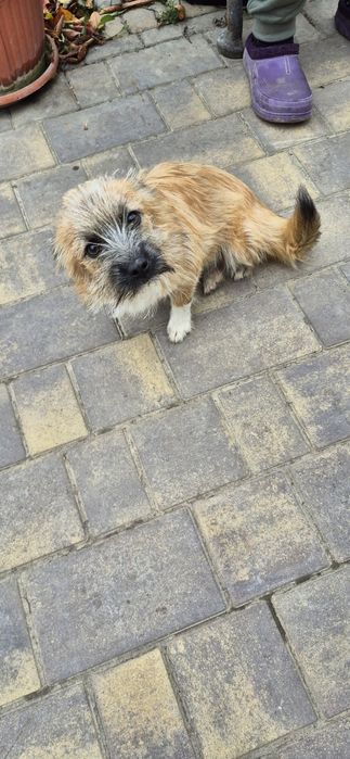 Собачка (дівчинка)