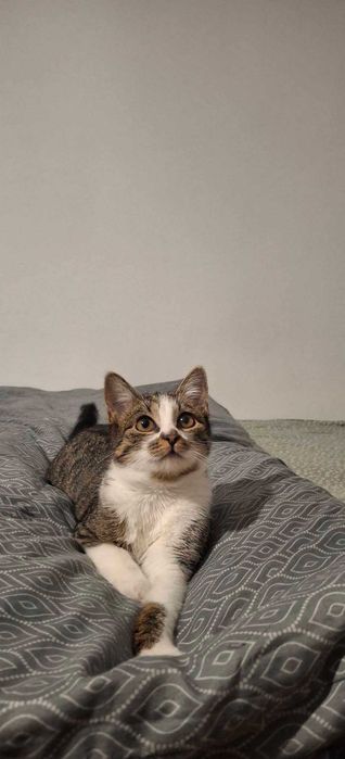 Kotka Malinka 8 miesięcy