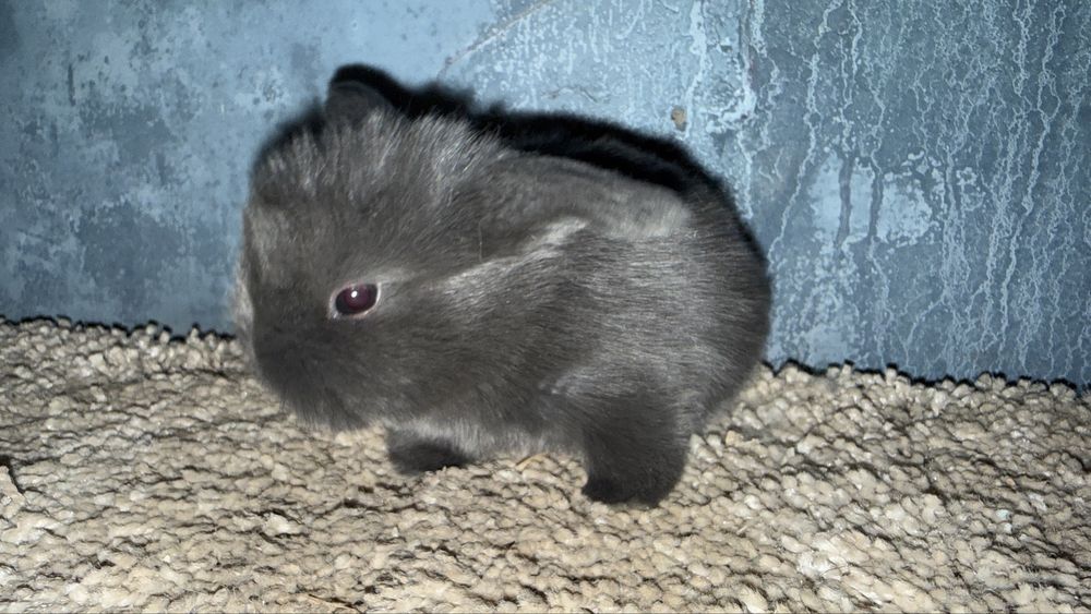 Mini Lop Królik Miniaturowy Mini Lopy