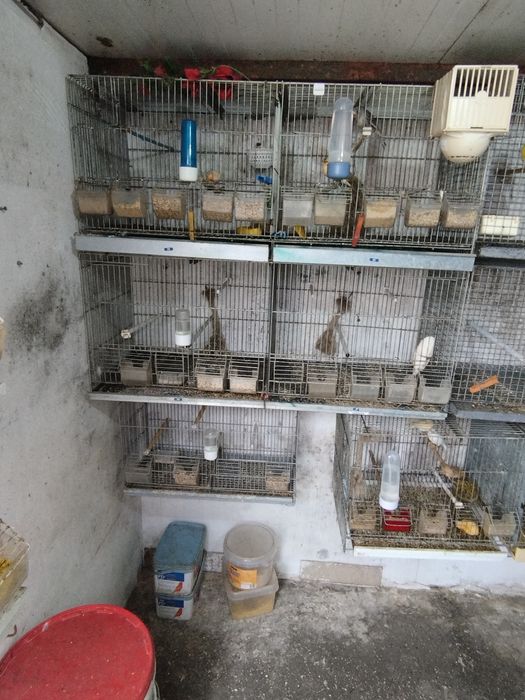 Gaiolas usadas de passaros