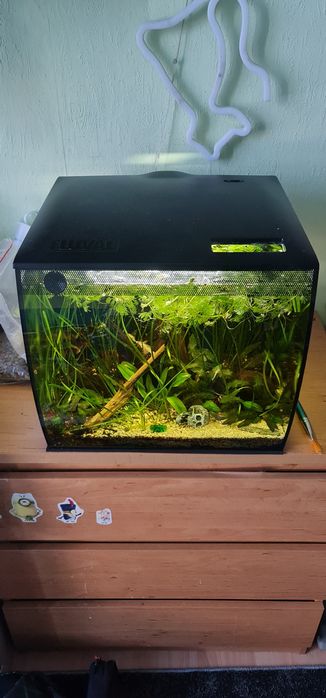 Akwarium kompletne plus rybki  l144 snow white long fin ,około 20sztuk