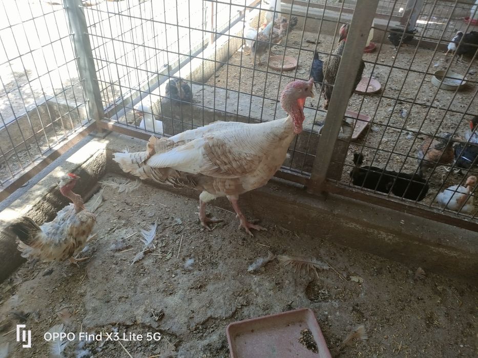 Galinhas, galos, perus, frangos, gansos.
