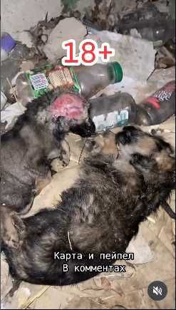 Три щенка нуждаются в помощи