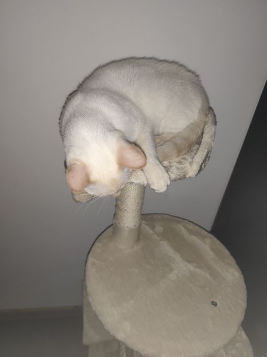 Gatinho 1 ano adoção responsável